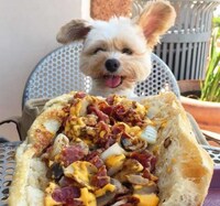 Canine Food Bloggers Image 8