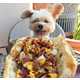 Canine Food Bloggers Image 8