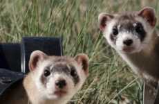 Tech-Inspired Conservationist Tools