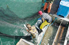 Provisional Food Retailers