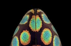 Anthropomorphic Beetle Photography