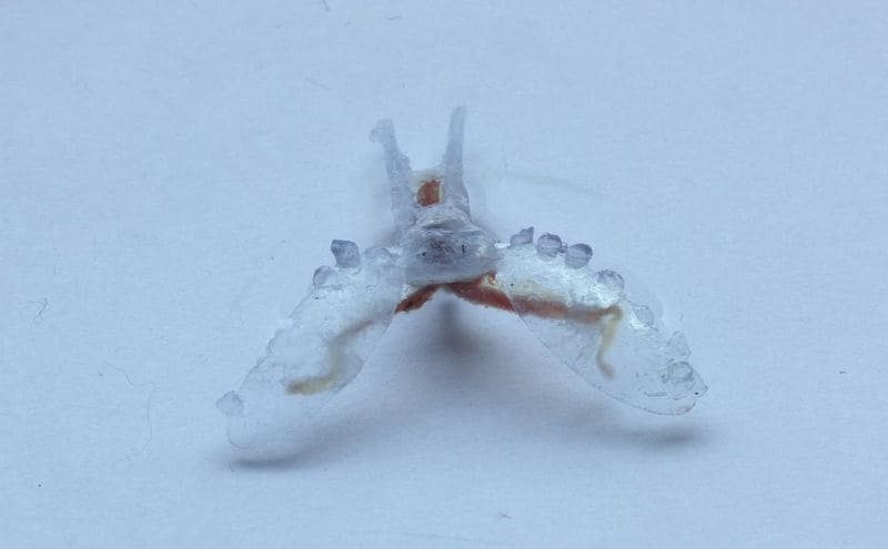 Futuristic Biohybrid Robots