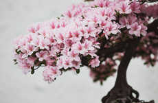 Intricate Bonsai Photography