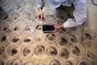 Genetically Engineered Mosquitoes Image 2