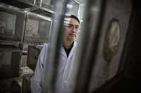 Genetically Engineered Mosquitoes Image 3