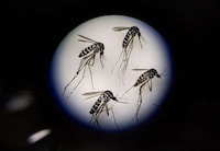 Genetically Engineered Mosquitoes Image 4