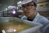 Genetically Engineered Mosquitoes Image 5