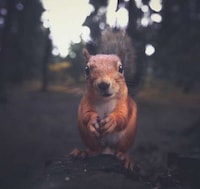 Intimate Animal Photography Image 3