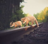 Intimate Animal Photography Image 4