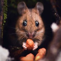 Intimate Animal Photography Image 5