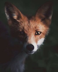 Intimate Animal Photography Image 6