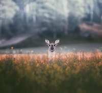 Intimate Animal Photography Image 7