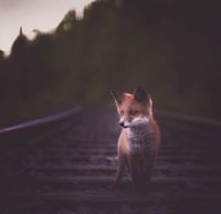 Intimate Animal Photography Image 8