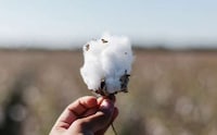 Biologically Enhanced Cotton Seeds Image 3