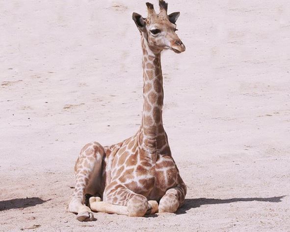 Charitable Giraffe Emojis