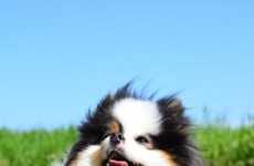 Pet-Friendly Vacation Policies