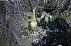 Blossoming Flower Livestreams