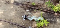 Slatted Crawling Robots Image 7