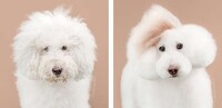 Dog Grooming Photo Series Image 2