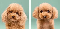 Dog Grooming Photo Series Image 3