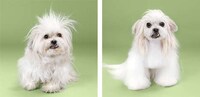 Dog Grooming Photo Series Image 4