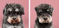 Dog Grooming Photo Series Image 5