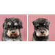 Dog Grooming Photo Series Image 5