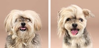 Dog Grooming Photo Series Image 6