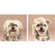 Dog Grooming Photo Series Image 6