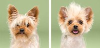 Dog Grooming Photo Series Image 7