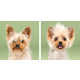 Dog Grooming Photo Series Image 7