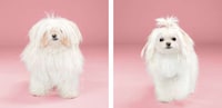 Dog Grooming Photo Series Image 8