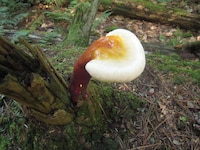 Fungal Leather Products Image 3
