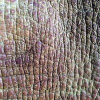 Fungal Leather Products Image 7