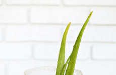 Aloe Margarita Cocktails