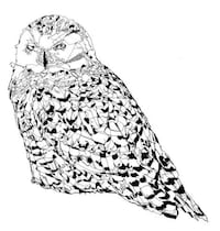 Animalistic Heritage Sketches Image 8