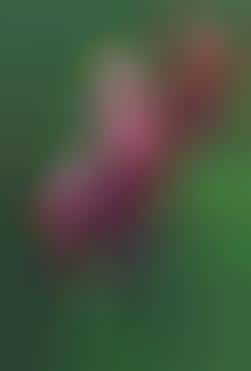 Breeding Featherless Chickens