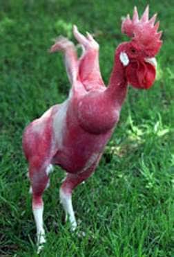 Breeding Featherless Chickens