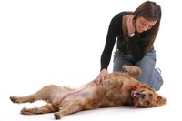 Dogacize Image 3