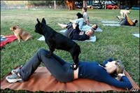 Dogacize Image 4