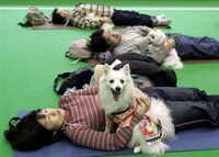 Dogacize Image 6