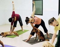 Dogacize Image 7