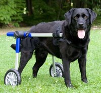 Wheelchairs for Pets