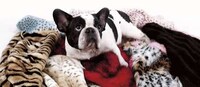Canine Fashion Stoles Image 2