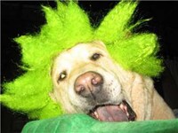 Punk Hairpieces for Animals
