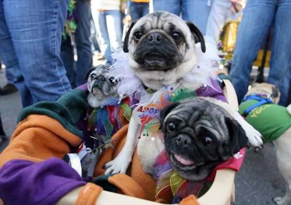 Free Pet Adoptions