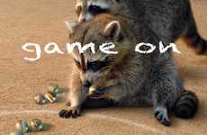 Playful Raccoon Portraiture
