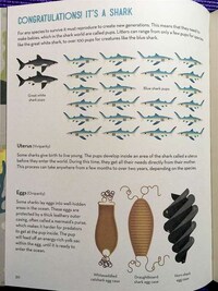 Educational Shark Books Image 2