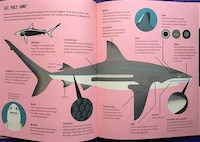 Educational Shark Books Image 3
