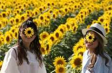 Sunflower Festival Photography